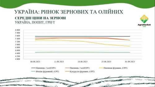 Підсумки серпня на ринку зернових та олійних - INFBusiness