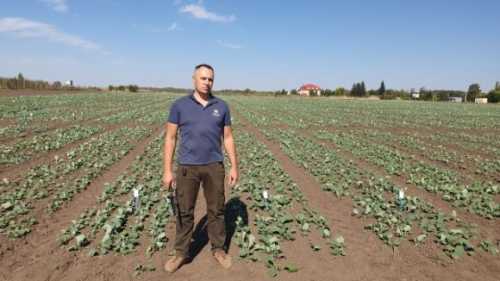 Чотири поради для агрономів стосовно осіннього догляду за ріпаком - INFBusiness