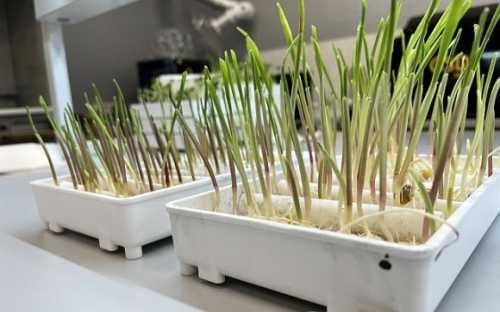 Corteva Agriscience локалізувала перевірку якості обробки насіння, виробленого в Україні - INFBusiness
