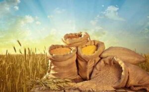 Уряд затвердив Порядок моніторингу діяльності уповноваженого органу у сфері насінництва