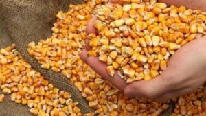 Українська кукурудза занадто дешева на світових ринках, – аналітики