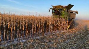 Жнива-2023 тривають: аграрії продовжують збирати кукурудзу