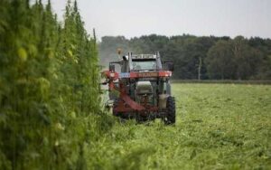 Вирощування технічних конопель в Україні відповідатиме світовій практиці