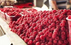 Аналітики спрогнозували ціни на малину в новому сезоні