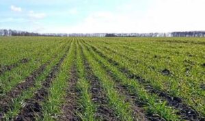 Початок весни сприятливий для весняного кущіння озимих культур, – НААН