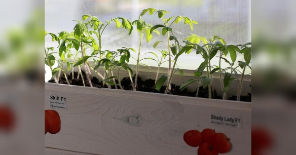 Зробіть це обов’язково помідорам після сходів, а то стиглих томатів можете не дочекатись - INFBusiness