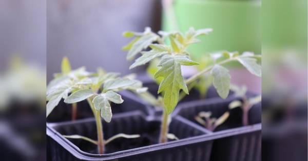 Наприкінці лютого та у березні городники активно займаються розсадою. Зокрема, у перший весняний місяць рекомендують, зокрема, висаджувати розсаду помідорів. Почорніли ніжки у розсади: у чому причина і що з цим робити городнику - INFBusiness