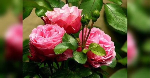 Навіщо досвідчені квітникарі закопують у горщик із трояндами залізний цвях: напрочуд ефективний лайфхак - INFBusiness