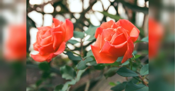 Рання весна, коли земля вже відтанула, саме час подбати про прикрасу вашого саду — кущі садових троянд. Дачнику на замітку: обов'язково зробіть це у березні — ваші підмерзлі та чахлі троянди швидко оживуть - INFBusiness