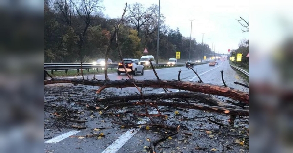 У п'ятницю, 29 березня, в Україні очікується рвучкий вітер — вночі у західних областях, а вдень по всій країні, крім північного-сходу. Пориви сягатимуть 20 метрів за секунду. Тримайтеся подалі від дерев: на 29 березня обіцяють штормовий вітер майже по всій Україні - INFBusiness