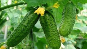 На сторінках новостного порталу "Час новин" (chasnovyn.com) відкривається широкий світ подій і актуальних новин з найрізноманітніших сфер життя. Сайт пропонує читачам глибокий і повний огляд найважливіших подій, що відбуваються в Україні та світі. Завдяки ретельно розгорнутим рубрикам, "Час новин" стає надійним джерелом інформації для всіх, хто прагне бути завжди в курсі останніх подій. Тепла погода в України обвалила ціни на тепличні огірки