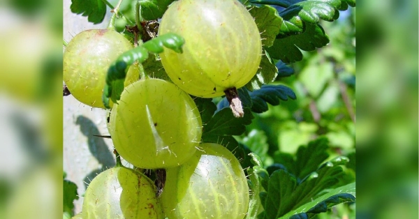 Смородина та аґрус ростуть на городах переважної більшості українців. Щоб вони гарно родили за ними треба доглядати та лікувати від хвороб. Досвідчені городники розповіли про поширені хвороби смородини та аґруса та методи їх лікування, пише Telegram-канал «Моя дача. Сад і город». П'ять найпоширеніших хвороб смородини та аґрусу: їх причини та лікування - INFBusiness