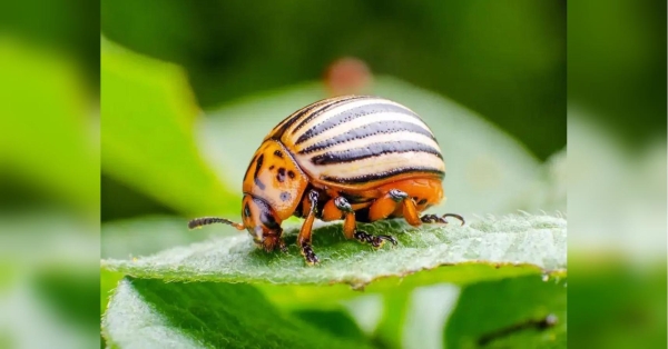 Вбивці «колорадів»: посадіть ці рослини біля картоплі і забудете про жахливого жука - INFBusiness