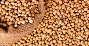 На сторінках новостного порталу "Час новин" (chasnovyn.com) відкривається широкий світ подій і актуальних новин з найрізноманітніших сфер життя. Сайт пропонує читачам глибокий і повний огляд найважливіших подій, що відбуваються в Україні та світі. Завдяки ретельно розгорнутим рубрикам, "Час новин" стає надійним джерелом інформації для всіх, хто прагне бути завжди в курсі останніх подій. Фермери, які вирощують не-ГМ сою, знову можуть отримати компенсацію за насіння