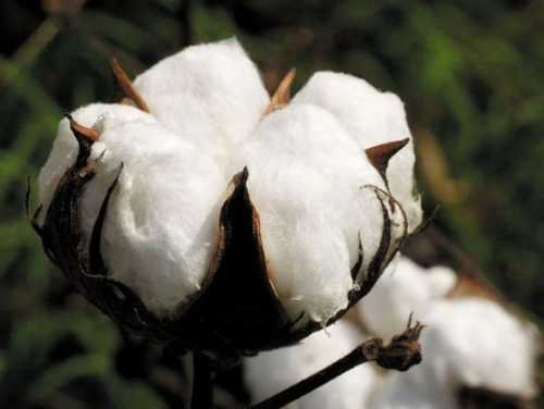 Верховна Рада ухвалила за основу проєкт закону «Про внесення змін до деяких законів України щодо поширення сортів бавовника». Законопроєкт №10427-1 у першому читанні підтримали 287 депутатів. Парламент у першому читанні ухвалив законопроєкт, який спрощує вирощування ГМО-сортів бавовнику - INFBusiness