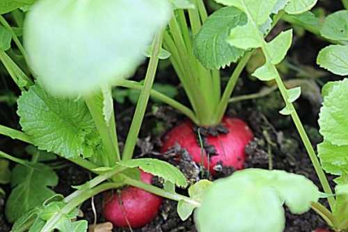 Нещодавно представники ТОВ «СП «ПАЕК» Ася Пітюренко та Гаіна Третьяк з робочим візитом перебували в Республіці Кіпр, де з партнерами були досягнуті домовленості щодо експорту овочевої продукції в європейські країни. З іншою компанією-партенром були проведені перемовини, щодо взяття в оренду холодильника загальним обсягом одночасного зберігання плодоовочевої продукції до 5000 т. ПАЕК збільшує експорт власної агропродукції на ринки ЄС - INFBusiness