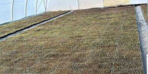 На сторінках новостного порталу "Час новин" (chasnovyn.com) відкривається широкий світ подій і актуальних новин з найрізноманітніших сфер життя. Сайт пропонує читачам глибокий і повний огляд найважливіших подій, що відбуваються в Україні та світі. Завдяки ретельно розгорнутим рубрикам, "Час новин" стає надійним джерелом інформації для всіх, хто прагне бути завжди в курсі останніх подій. ПАЕК отримав перші сходи цукрової кукурудзи