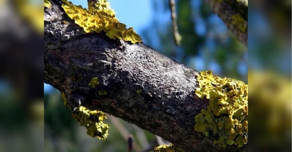 Завтра, в неділю, 24 березня, синоптики обіцяють українцям короткочасне похолодання, яке почнеться на заході країни, і потім розшириться на інші регіони. Потрібно поспішати: як захистити дерева в саду від моху та лишайників - INFBusiness