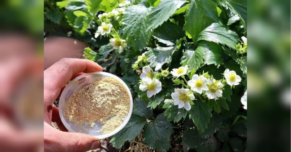 Гірчичний порошок проти шкідників на полуниці: просто та ефективно - INFBusiness