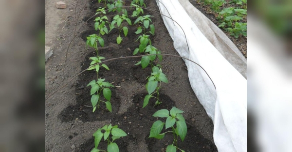 Особлива увага — до агроволокна: фермер розповів, як не вбити розсаду при «порятунку» від приморозків (відео) - INFBusiness