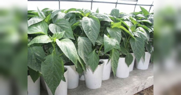 Дайте це підживлення перцю, і будете збирати врожай відрами - INFBusiness