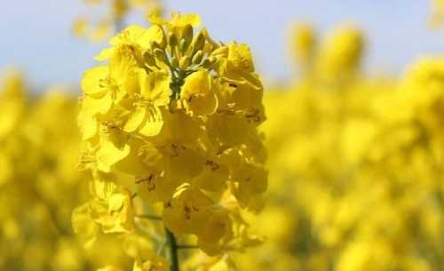 Закупівельні ціни на ріпак в Україні наприкінці 2023/24 МР почали опускатися на тлі низького попиту, оскільки лише кілька трейдерів докупають судові партії, що мають відвантажитися у квітні-травні. Водночас трейдери активно контрактують ріпак нового урожаю з доставкою до портів Чорного моря. Ціни на ріпак знижуються: трейдери очікують на новий врожай - INFBusiness