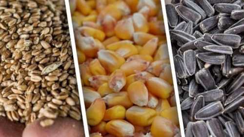 На цьому тижні переробники соняшнику активізувалися, що призвело до укріплення цін на 10-20$ за тонну в порівнянні з минулим тижнем. Болгарські заводи відчувають значну нестачу соняшнику для переробки в міжсезоння, що може призвести до завчасного закриття деяких з них до початку врожаю ріпаку або нового врожаю соняшнику. Ціни на соняшник та пшеницю зміцнюються - INFBusiness