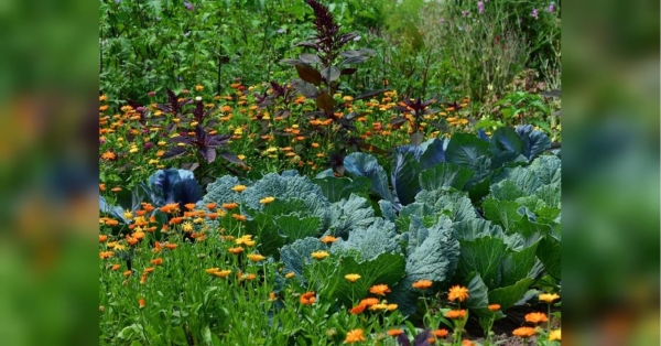Морква любить плюс 20: за якої температури повітря можна висаджувати насіння рослин у відкритий грунт - INFBusiness