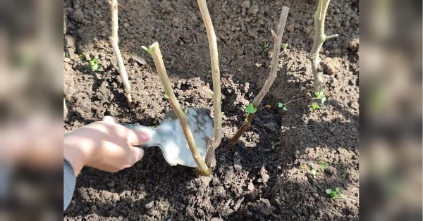 Щоб урожай радував: як правильно посадити смородину навесні - INFBusiness