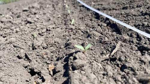 На полях МХП-Агро-С зійшов цукровий буряк - INFBusiness