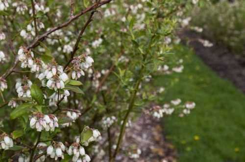 Раннє цвітіння лохини: чого чекати садівникам - INFBusiness