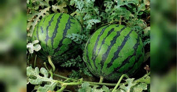 Де на городі посадити кавун, щоб він виріс великим та солодким - INFBusiness