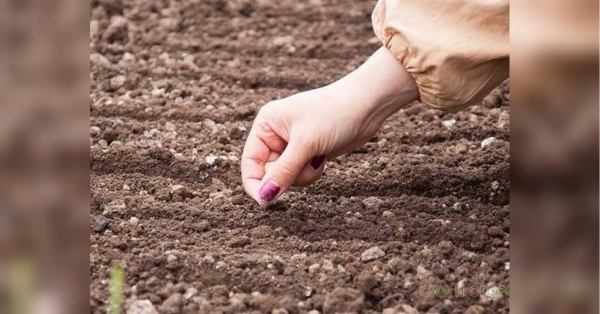 Що можна сіяти у квітні: прості поради, які точно стануть у нагоді - INFBusiness