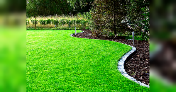 Гарний газон на подвір’ї: як правильно посадити траву та доглядати за нею - INFBusiness