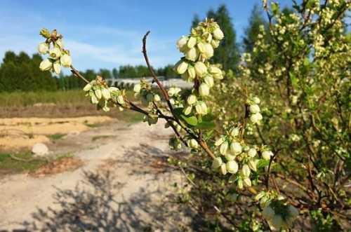 Таких ситуацій в історії вирощування лохини в Польщі не було. Виключно тепла погода в березні та на початку квітня значно прискорила вегетацію рослин. Цвітіння деяких сортів лохини починалося на 4 тижні раніше, ніж у звичайні роки. Лохина в Польщі зацвіла на місяць раніше, ніж зазвичай - INFBusiness