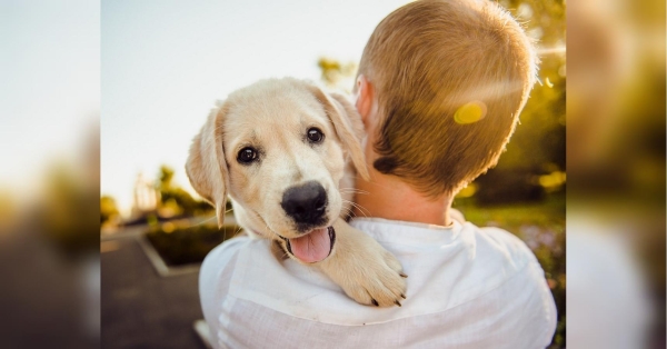 Як вивести бліх у собаки: поради ветеринара - INFBusiness