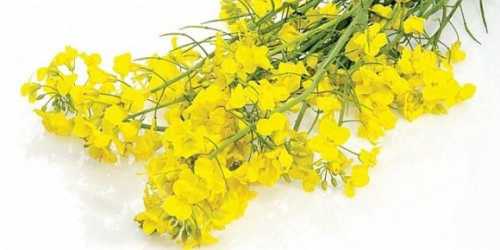 Аналітики прогнозують вдалий сезон для ріпаку - INFBusiness