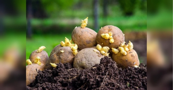 Не тільки погода та хвороби: як уникнути неврожаю картоплі - INFBusiness