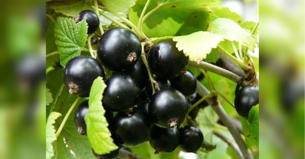 Зробіть так у травні, і ягоди смородини будуть розміром з перепелине яйце, а кущі ломитимуться від врожаю - INFBusiness