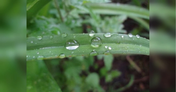 На сході — літо, у Києві — «холодрига та дощ»: відома синоптикиня попередила про швидкі заморозки і дала пораду городникам - INFBusiness