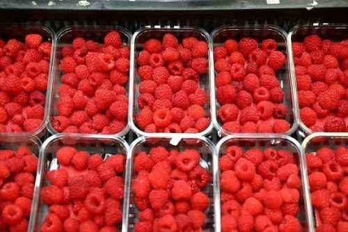 За інформацією аналітиків, у 2024 році відзначається дедалі більший попит на свіжу малину в Україні, пропоновану поза сезоном її вирощування. При цьому споживачів не відлякує оптова ціна, близька до 30 євро за кг або 1200 і більше грн/кг. Оптовики зазначають, що роком раніше попит на цю продукцію був дещо нижчим. Свіжа малина за оптовою ціною 1200 грн/кг покупців не лякає - INFBusiness