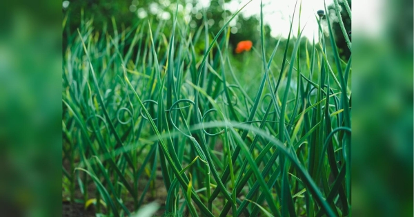 Друге підживлення часнику: аграрій-практик розповів, що потрібно зробити для розвитку листя, цибулинки і кореневої системи рослин - INFBusiness