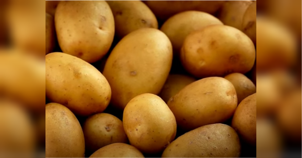 Урожай буде рясним, а картопля — дуже смачною: городниця з Одеси назвала 10 найкращих днів для посадки бульби (відео) - INFBusiness