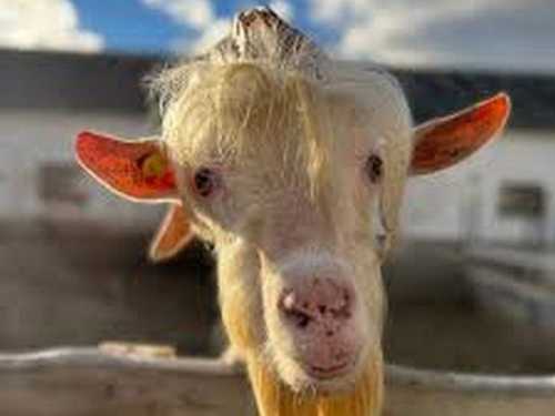 Фермер із Кенії заробляє криптовалюту на козах - INFBusiness