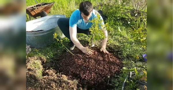 Не забудьте про добриво: як посадити лохину весною - INFBusiness