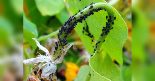 Досвідчені городники, які раніше розповіли про правила вирощування розсади огірків, дали поради, як боротися із тлею (попелицею) на городі, пише Telegram-канал «Моя дача. Сад і город». Тля на городі: що важливо знати і що потрібно зробити - INFBusiness
