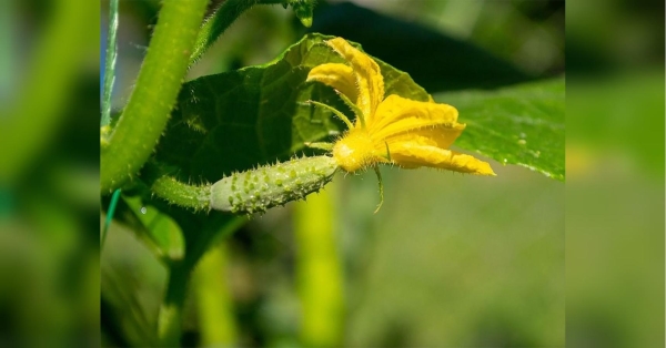 Садіть огірки у ґрунт тільки так, і урожай вас приємно здивує - INFBusiness