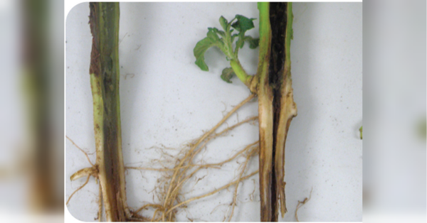 Марганцівка у поміч: що потрібно зробити, якщо на розсаді з'явилася чорна ніжка - INFBusiness