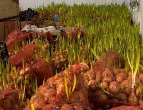 Виробники почали безкоштовно віддавати цибулю - INFBusiness