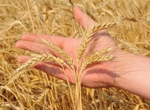 Аграріям порадили диверсифікувати ринки збуту - INFBusiness